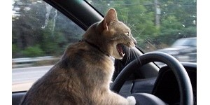 gato conduciendo
